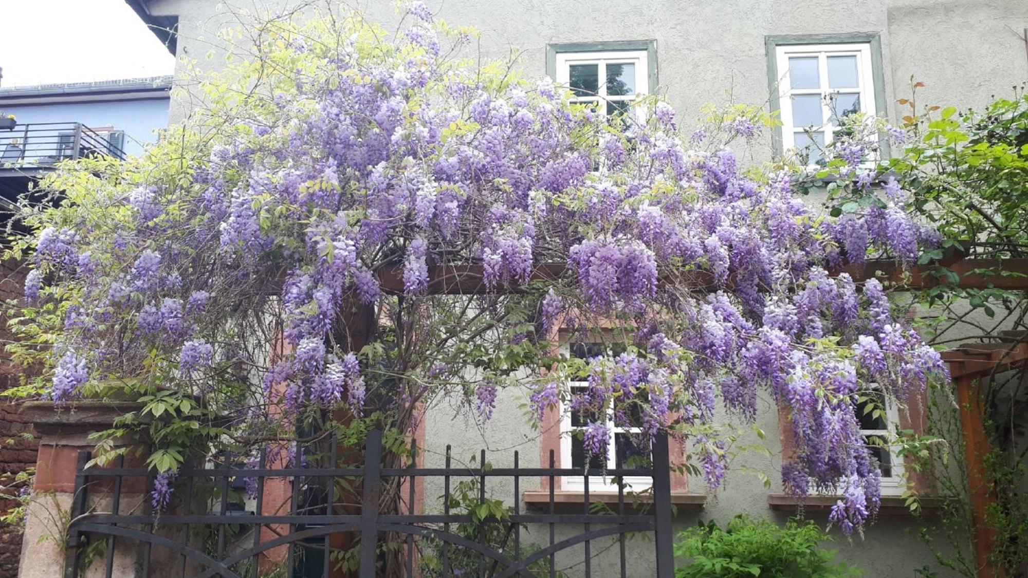 Annette Faust Apartment Miltenberg